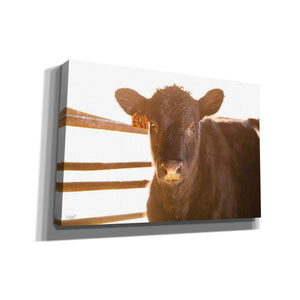 'Baby Cow II' by Donnie Quillen, Canvas Wall Art