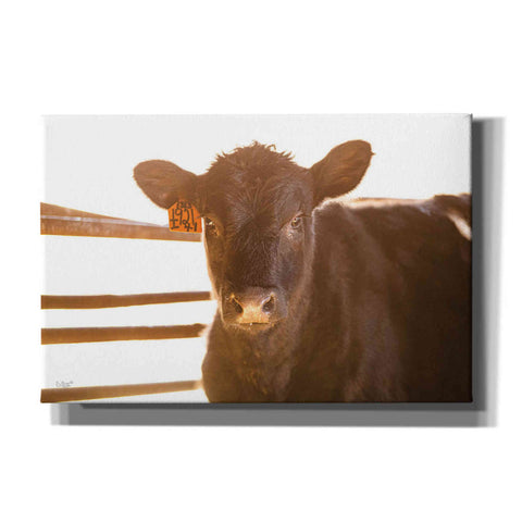 Image of 'Baby Cow II' by Donnie Quillen, Canvas Wall Art