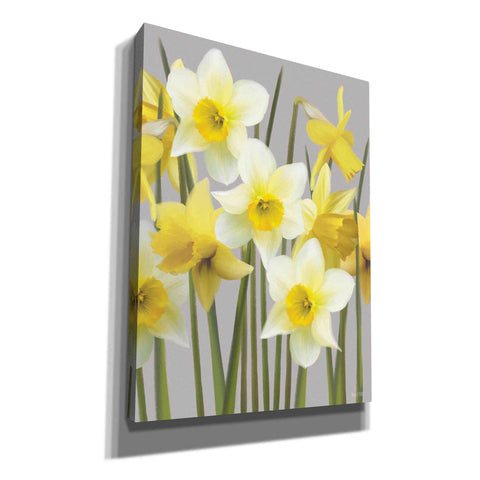 Image of 'Spring Daffodils' by House Fenway, Canvas Wall Art