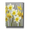 'Spring Daffodils' by House Fenway, Canvas Wall Art