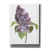 'Lilac Stem' by House Fenway, Canvas Wall Art