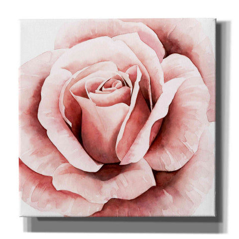 Image of 'Pink Rose II' by Grace Popp, Canvas Wall Art