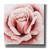 'Pink Rose II' by Grace Popp, Canvas Wall Art