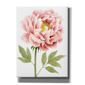 'Watercolor Peony I' by Grace Popp, Canvas Wall Art