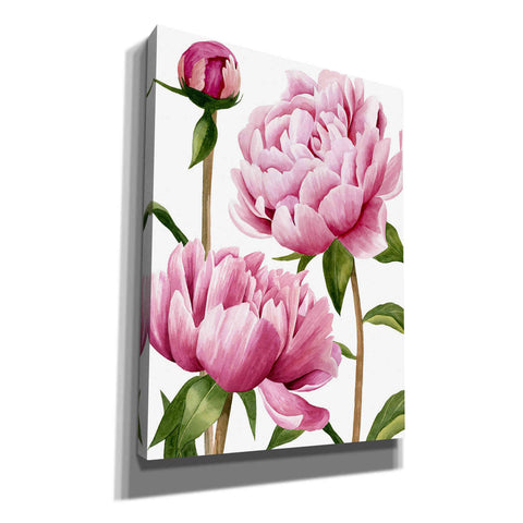 Image of 'Winsome Peonies I' by Grace Popp, Canvas Wall Art