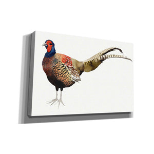 'Watercolor Pheasant II' by Grace Popp, Canvas Wall Art