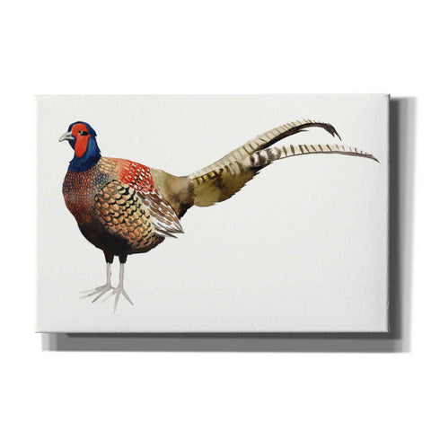 Image of 'Watercolor Pheasant II' by Grace Popp, Canvas Wall Art