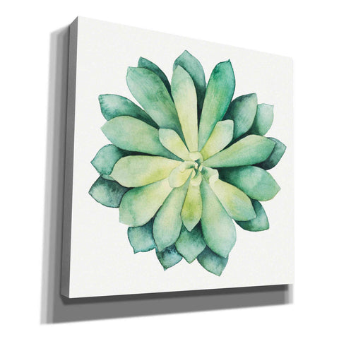 Image of 'Tropical Plant VI' by Grace Popp, Canvas Wall Art