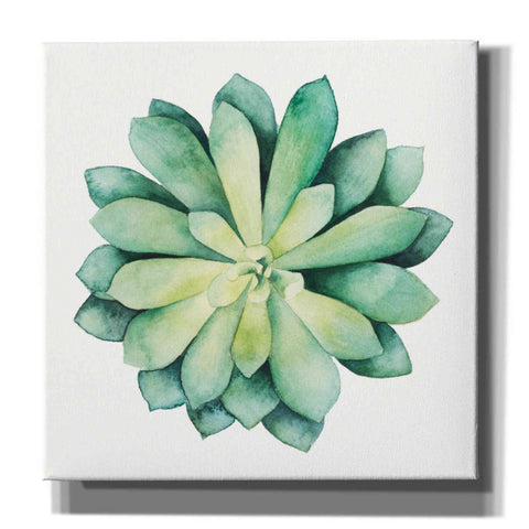 Image of 'Tropical Plant VI' by Grace Popp, Canvas Wall Art