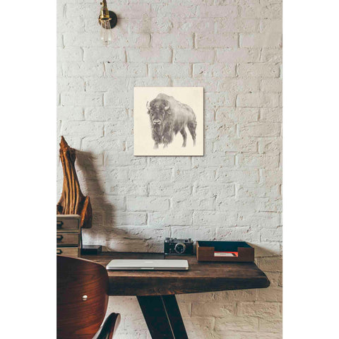 Image of 'Western Bison Study' by Ethan Harper, Canvas Wall Art,12 x 12