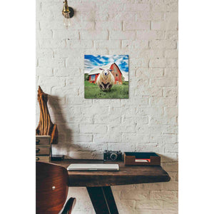 'Sunday Afternoon Sheep Pose' by Bluebird Barn, Canvas Wall Art,12 x 12