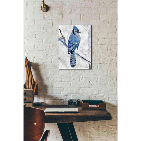 Image of 'Blue Jay 1' by Stellar Design Studio, Canvas Wall Art,12 x 16
