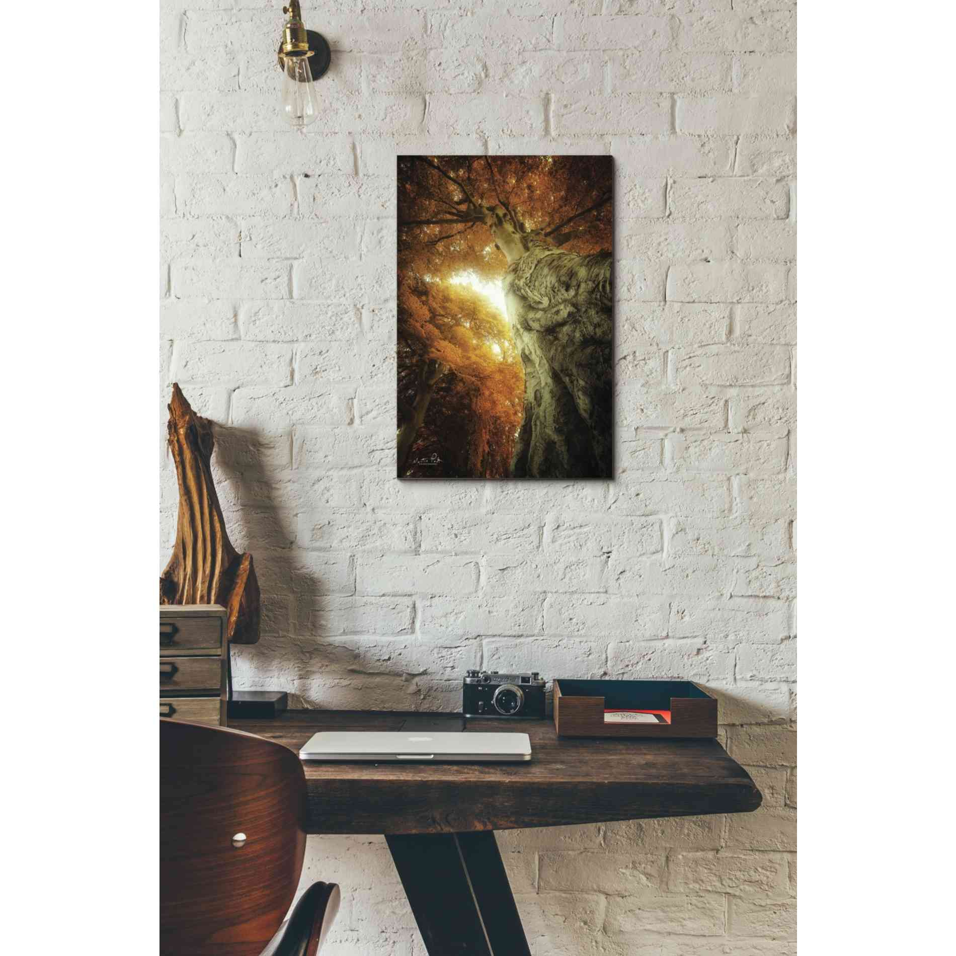 'Look Up Autumn' by Martin Podt, Canvas Wall Art,12 x 18