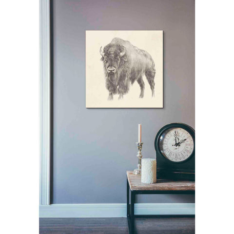 Image of 'Western Bison Study' by Ethan Harper, Canvas Wall Art,18 x 18