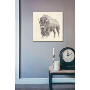 'Western Bison Study' by Ethan Harper, Canvas Wall Art,18 x 18