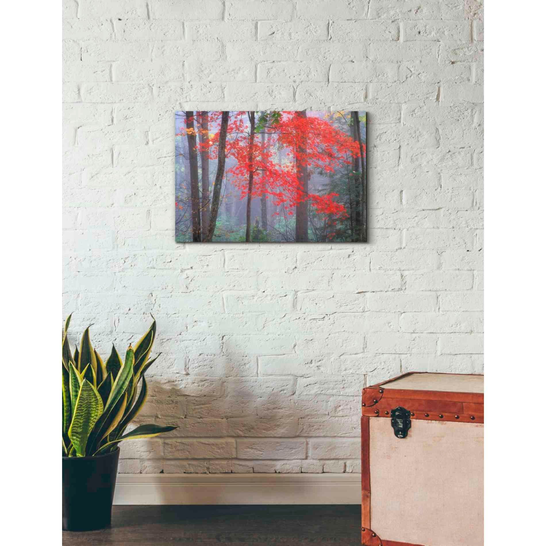 'Splash of Red' by Patrick Zephyr, Canvas Wall Art,26 x 18