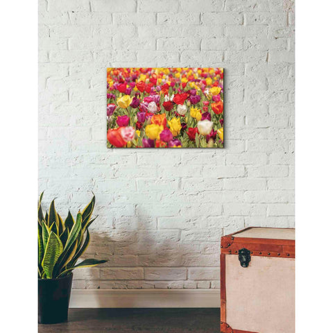 Image of 'Colorful Bouquet' by Martin Podt, Canvas Wall Art,26 x 18