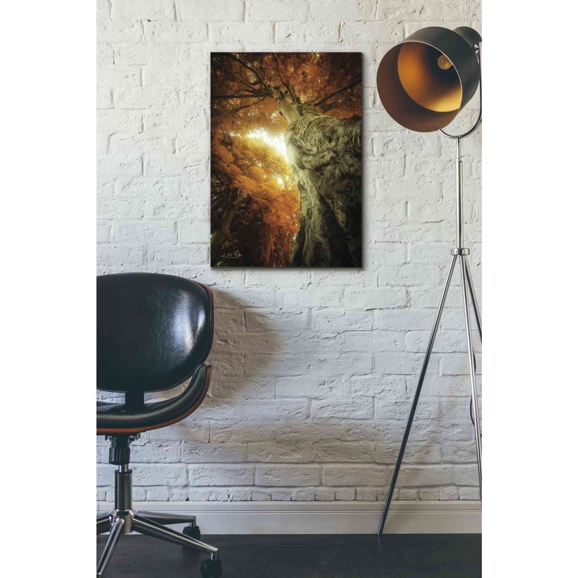 'Look Up Autumn' by Martin Podt, Canvas Wall Art,18 x 26