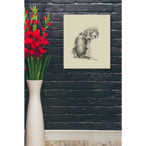 Image of 'Puppy Dog Eyes I' by Ethan Harper Canvas Wall Art,20 x 24