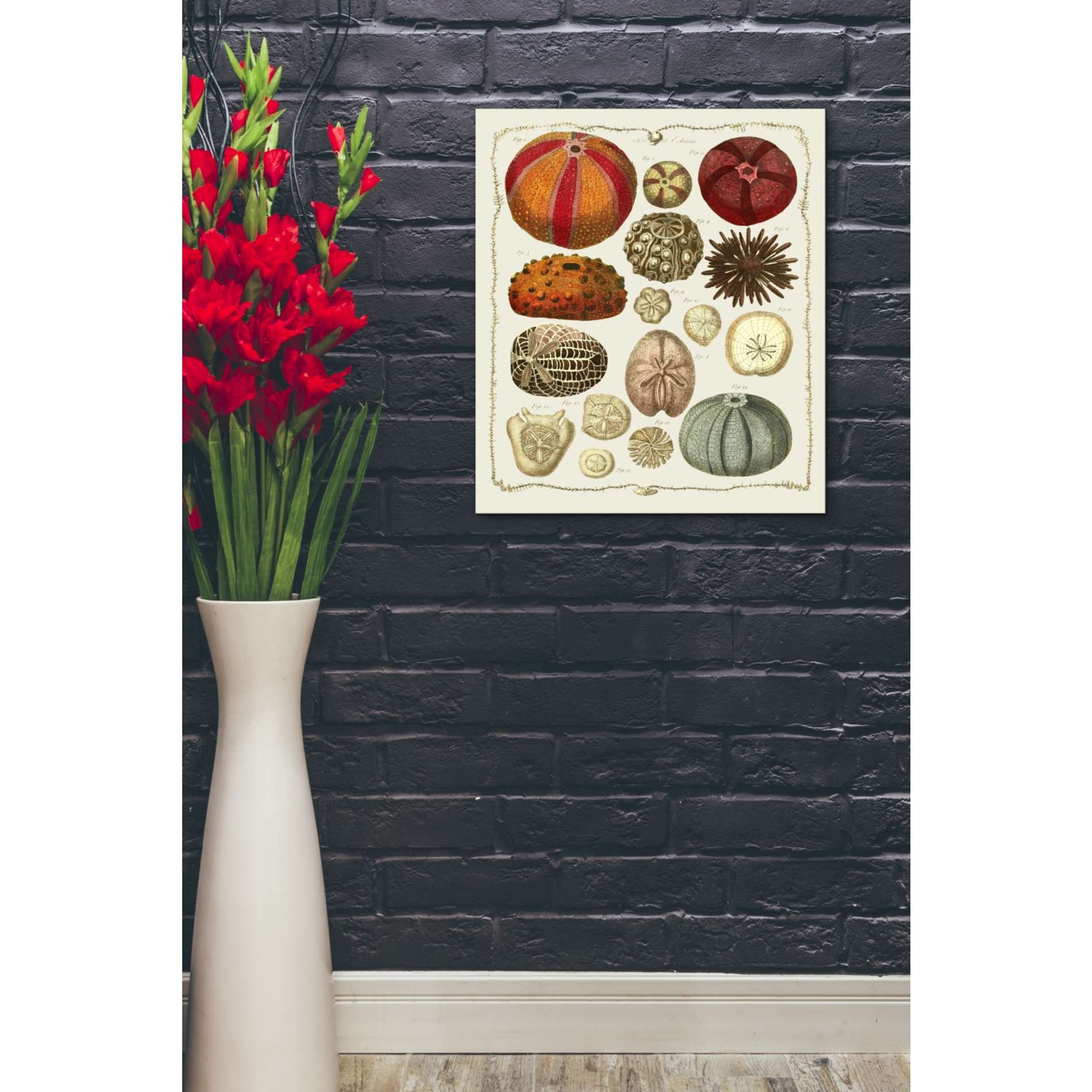 'Starfish and Sea Urchins b,' by Fab Funky, Giclee Canvas Wall Art