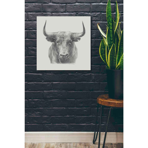 Image of 'Black Bull' by Ethan Harper, Canvas Wall Art,26 x 26