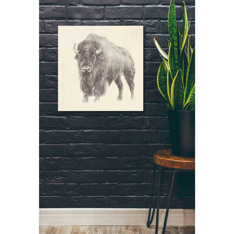 Image of 'Western Bison Study' by Ethan Harper, Canvas Wall Art,26 x 26