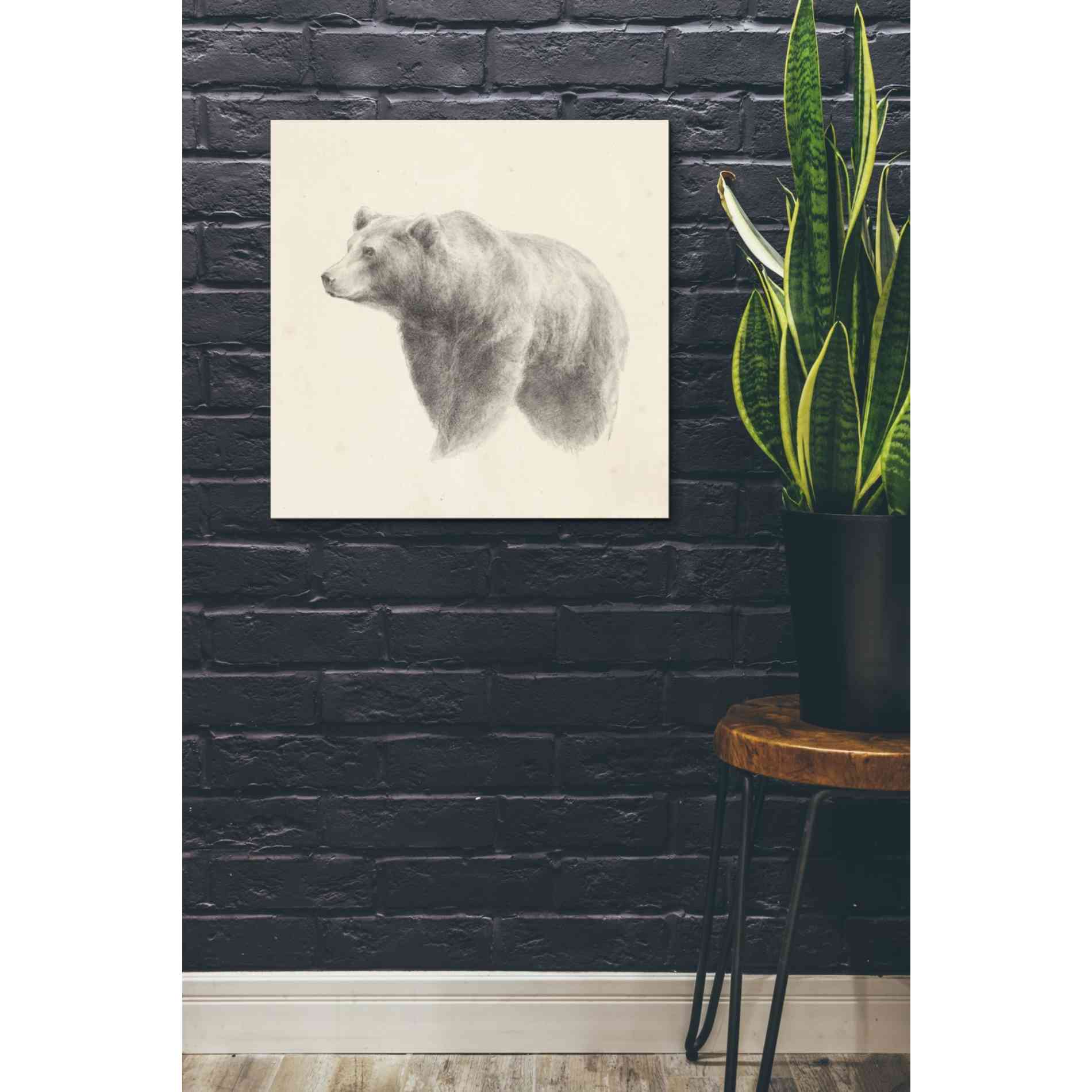 'Western Bear Study' by Ethan Harper, Canvas Wall Art,26 x 26