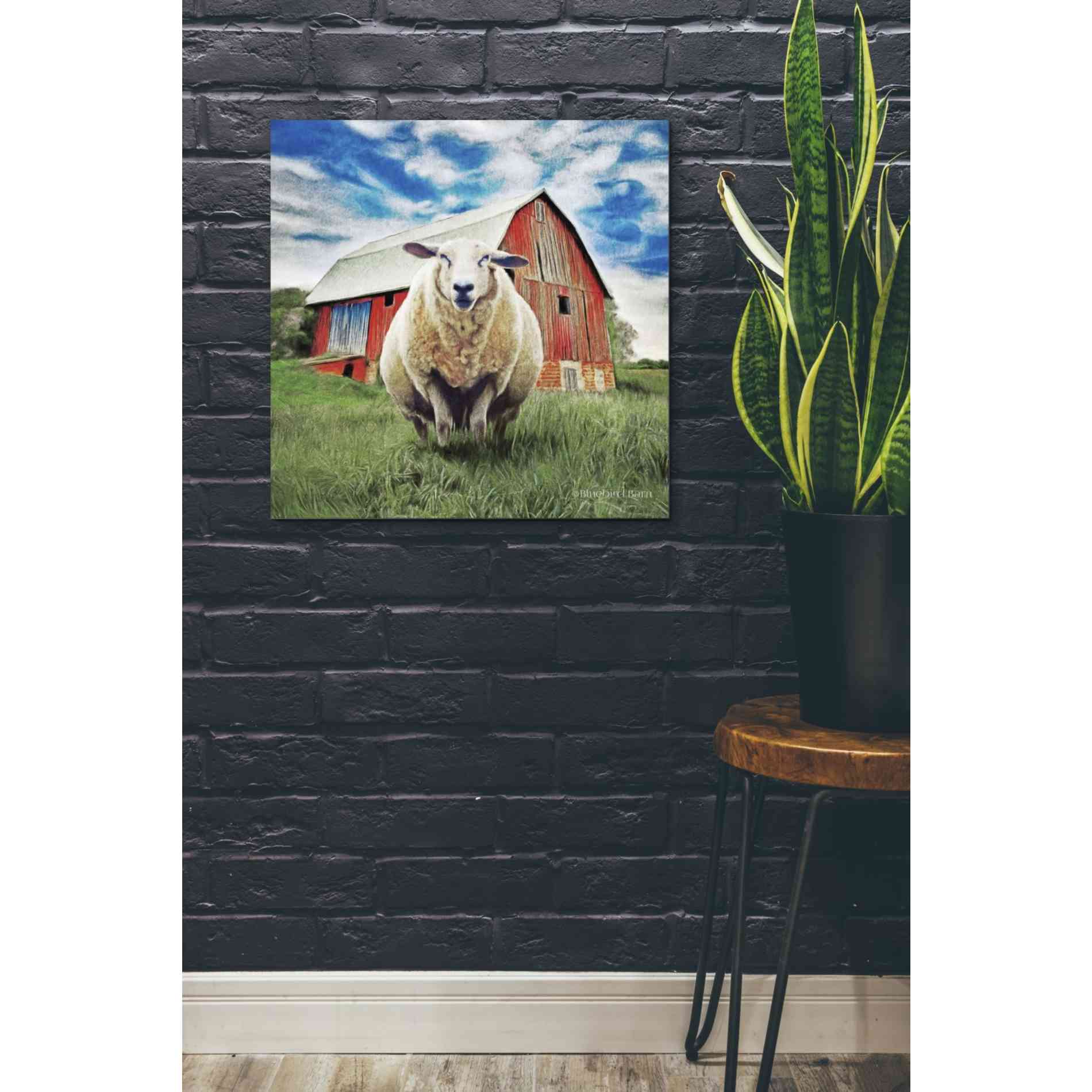 'Sunday Afternoon Sheep Pose' by Bluebird Barn, Canvas Wall Art,26 x 26