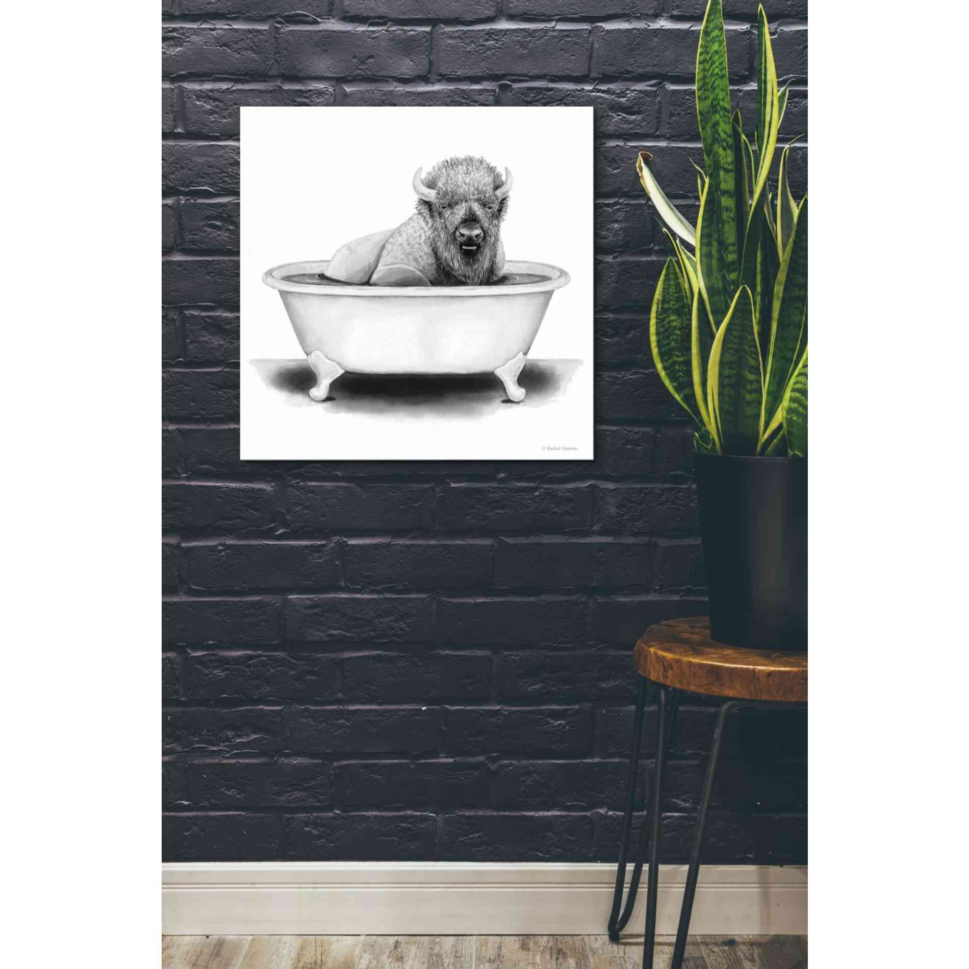 'Bison in Tub' by Rachel Nieman, Canvas Wall Art,26 x 26