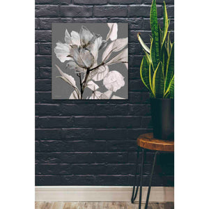 'Floral in Gray 2' by Stellar Design Studio, Canvas Wall Art,26 x 26