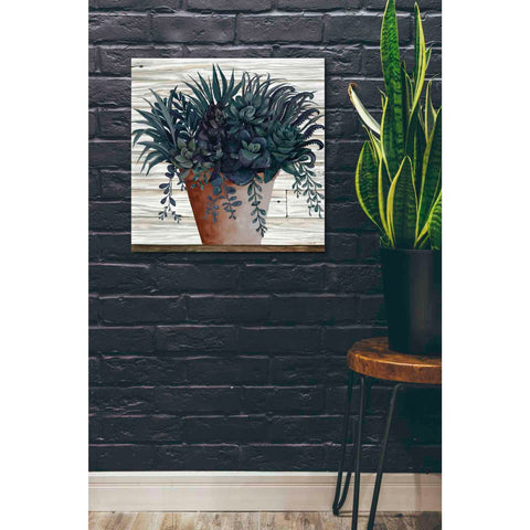 Image of 'Remarkable Succulents I' by Cindy Jacobs, Canvas Wall Art,26 x 26