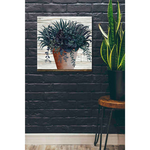'Remarkable Succulents I' by Cindy Jacobs, Canvas Wall Art,26 x 26