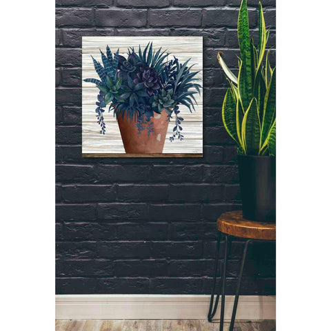 Image of 'Remarkable Succulents II' by Cindy Jacobs, Canvas Wall Art,26 x 26