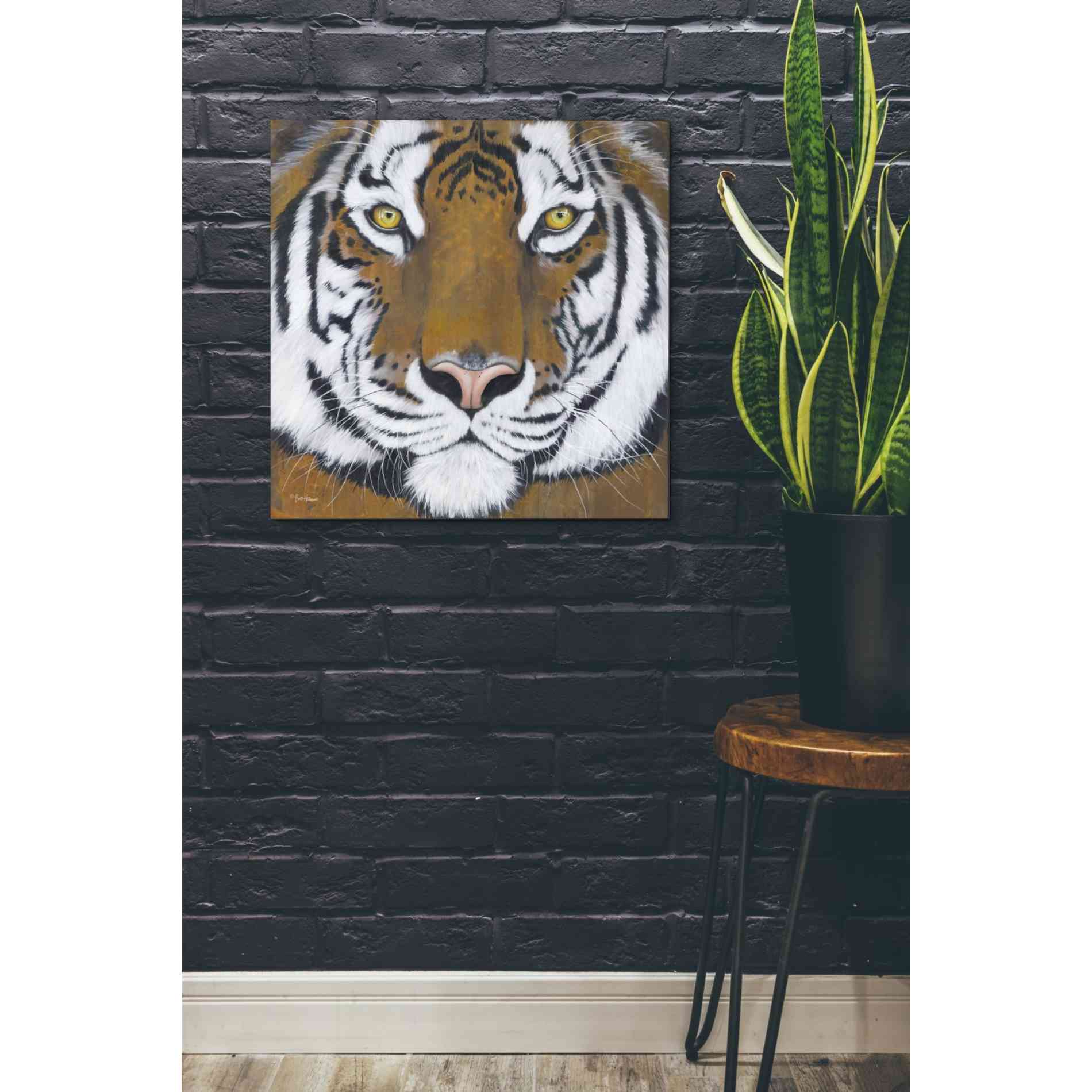 'Tiger Gaze' by Britt Hallowell, Canvas Wall Art,26 x 26