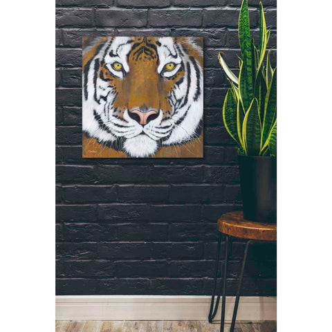 Image of 'Tiger Gaze' by Britt Hallowell, Canvas Wall Art,26 x 26