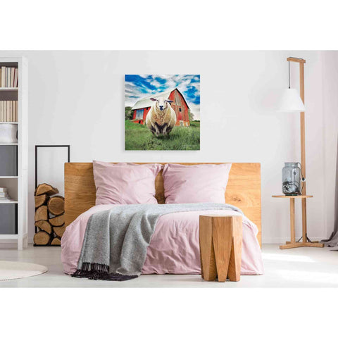 Image of 'Sunday Afternoon Sheep Pose' by Bluebird Barn, Canvas Wall Art,37 x 37