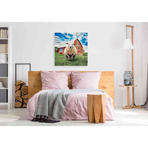 'Sunday Afternoon Sheep Pose' by Bluebird Barn, Canvas Wall Art,37 x 37