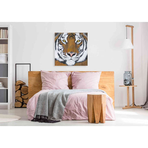 Image of 'Tiger Gaze' by Britt Hallowell, Canvas Wall Art,37 x 37