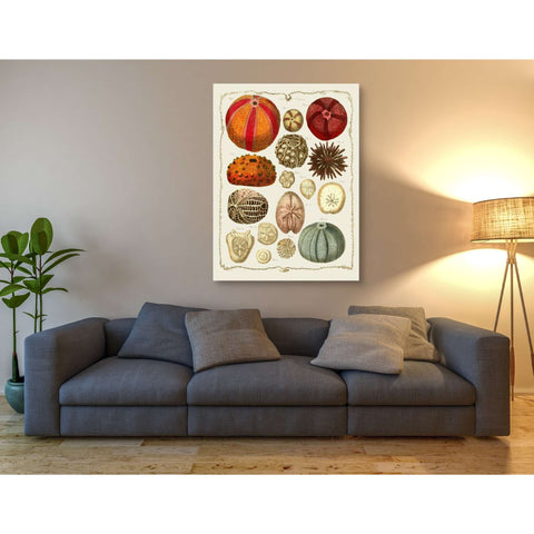 Image of 'Starfish and Sea Urchins b,' by Fab Funky, Giclee Canvas Wall Art