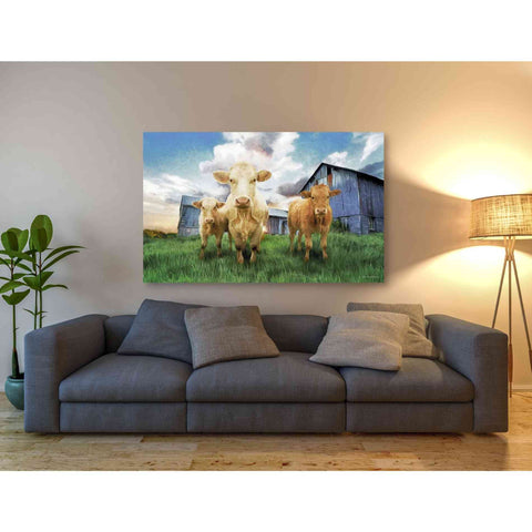 Image of 'Three Curious Calves' by Bluebird Barn, Canvas Wall Art,60 x 40