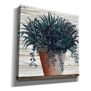 'Remarkable Succulents I' by Cindy Jacobs, Canvas Wall Art,Size 1 Square