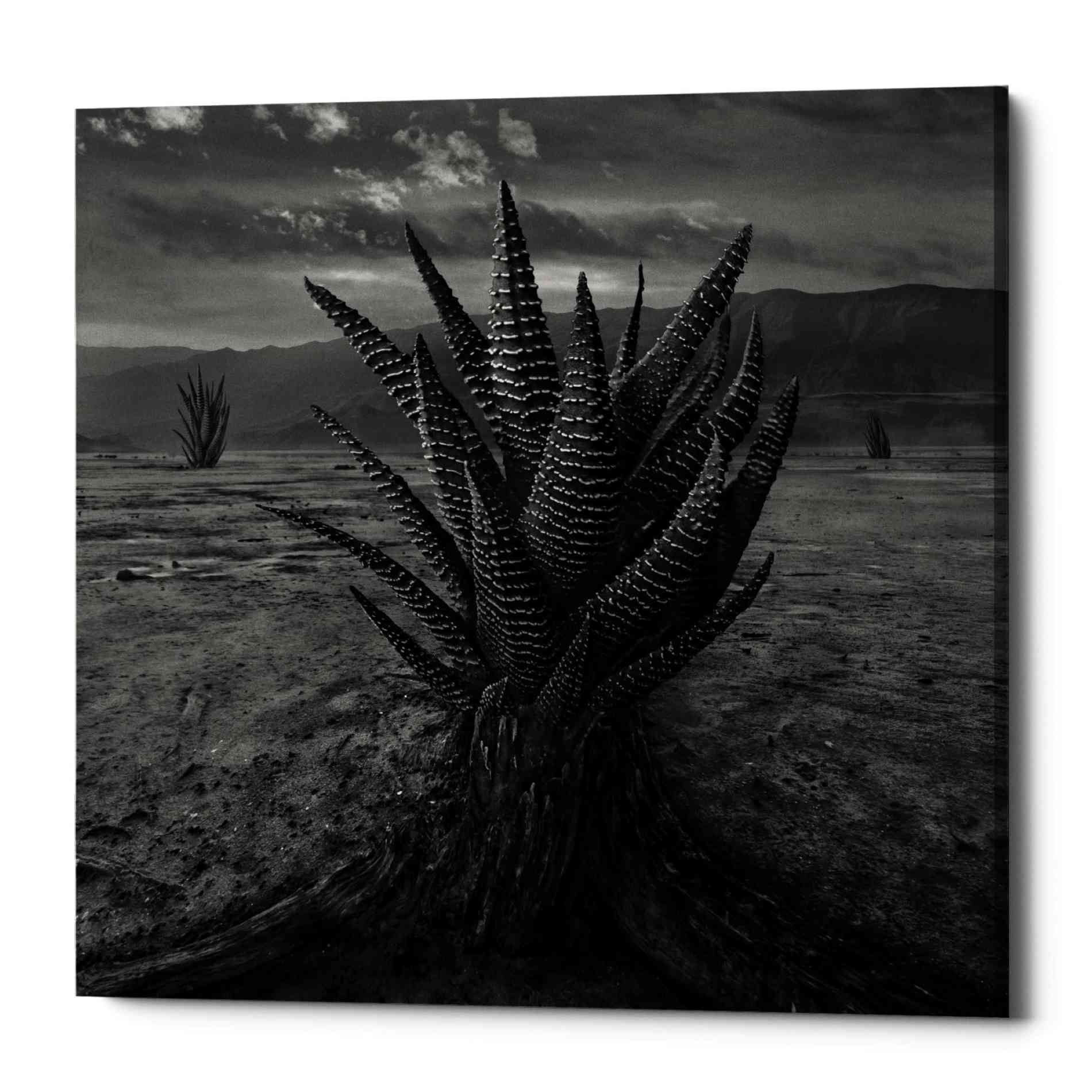 'Cactus' by Dariusz Klimczak, Canvas Wall Art