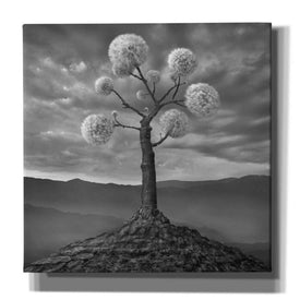 'Dandelion' by Dariusz Klimczak, Canvas Wall Art