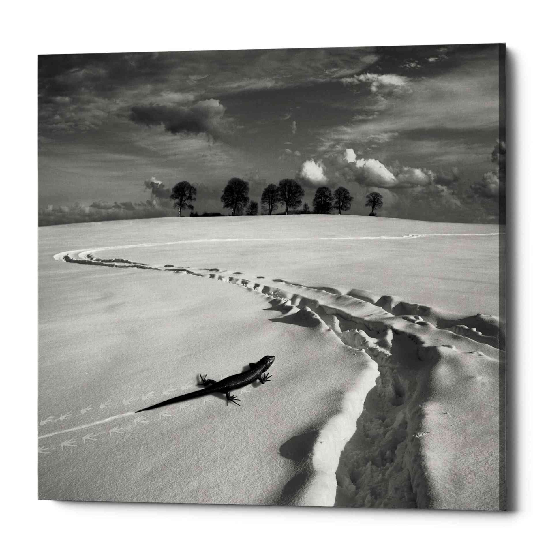 'Snowy Lizard' by Dariusz Klimczak, Canvas Wall Art