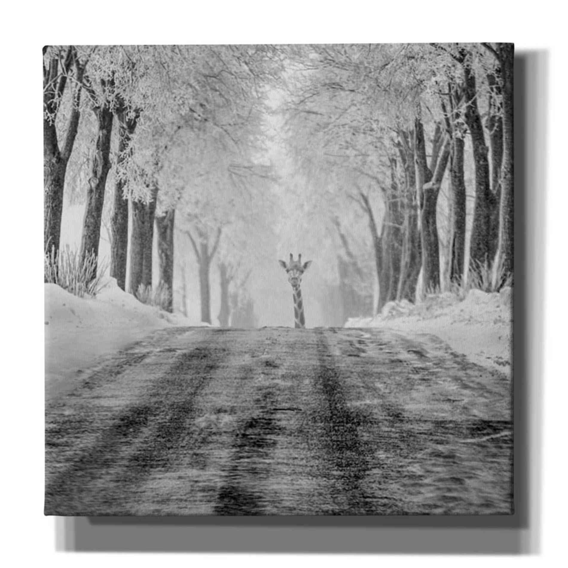 'Surprise' by Dariusz Klimczak, Giclee Canvas Wall Art