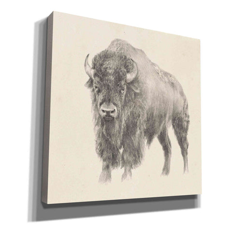 Image of 'Western Bison Study' by Ethan Harper, Canvas Wall Art,Size 1 Square