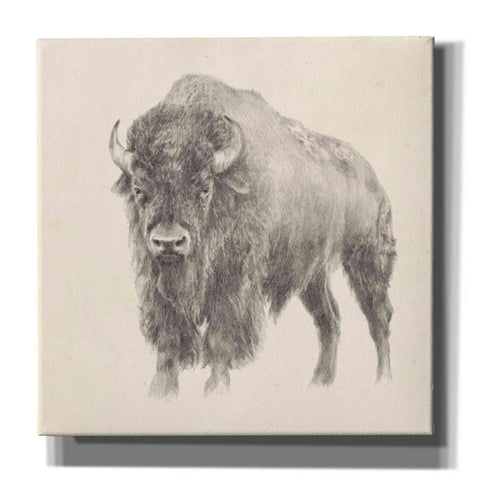 Image of 'Western Bison Study' by Ethan Harper, Canvas Wall Art,Size 1 Square
