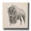 'Western Bison Study' by Ethan Harper, Canvas Wall Art,Size 1 Square