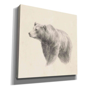 'Western Bear Study' by Ethan Harper, Canvas Wall Art,Size 1 Square