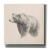 'Western Bear Study' by Ethan Harper, Canvas Wall Art,Size 1 Square